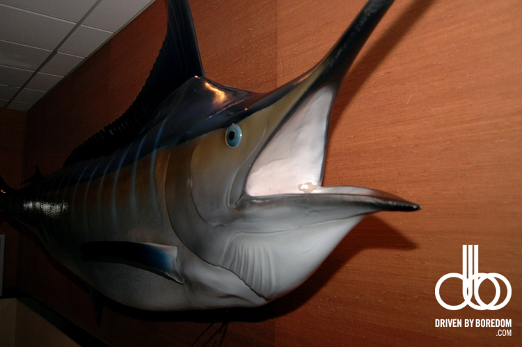 miami-dolphins-67.JPG