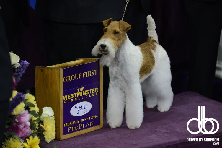 westminster-dog-show-222.JPG