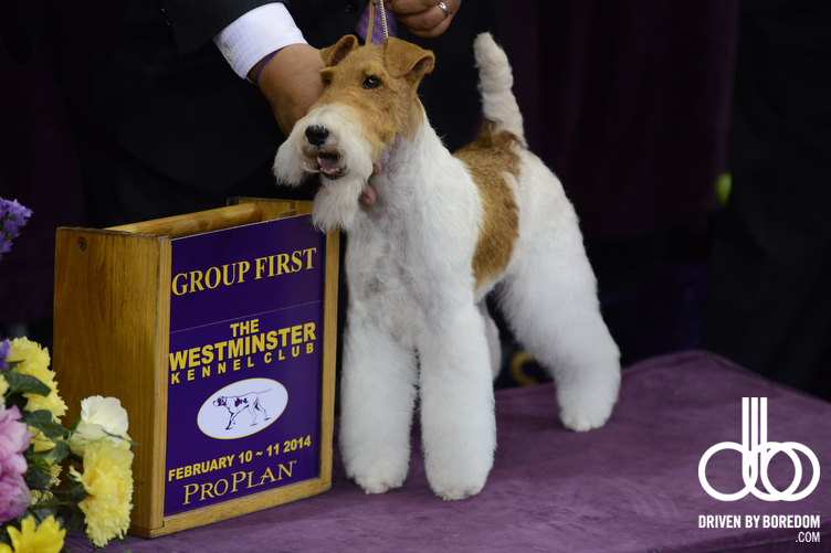 westminster-dog-show-223.JPG