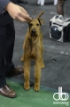 westminster-dog-show-195