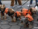 halloween-dog-parade-25