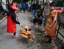 mcghoulrick-halloween-dog-parade-12