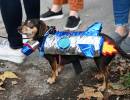 mcghoulrick-halloween-dog-parade-16