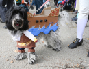 mcghoulrick-halloween-dog-parade-8