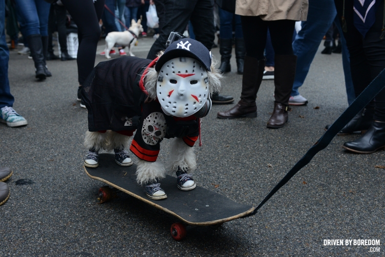 halloween-dog-parade-62