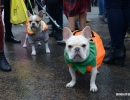 halloween-dog-parade-17